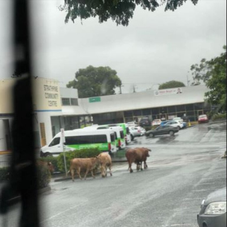 Cows on the loose at Lawnton. Picture: Facebook/Anita Lincolne