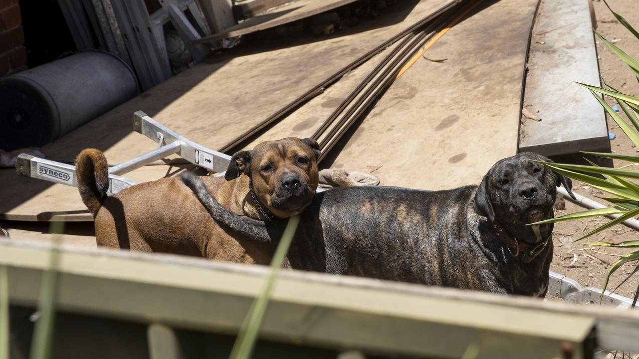 “Rottweiler-type” Simba and Great Dane-mastiff cross Nala allegedly “attacked/harassed” a woman in Linear Park last April, a court heard. Picture: Brett Hartwig