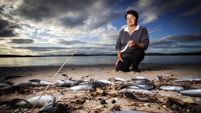 Opossum Bay resident Pamella Richardson after fish were found washed up on Shelly Beach. Picture Chris Kidd