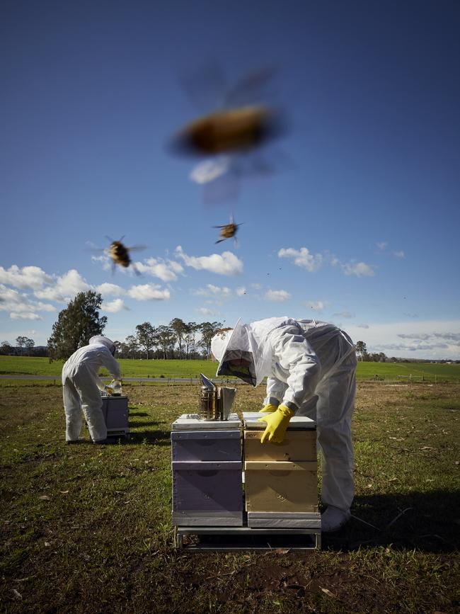 Peter O'Shanessy and David Dean examine hives and take bee samples for testing, near Paterson, on the NSW Central Coast in July. PICTURE: NICK CUBBIN