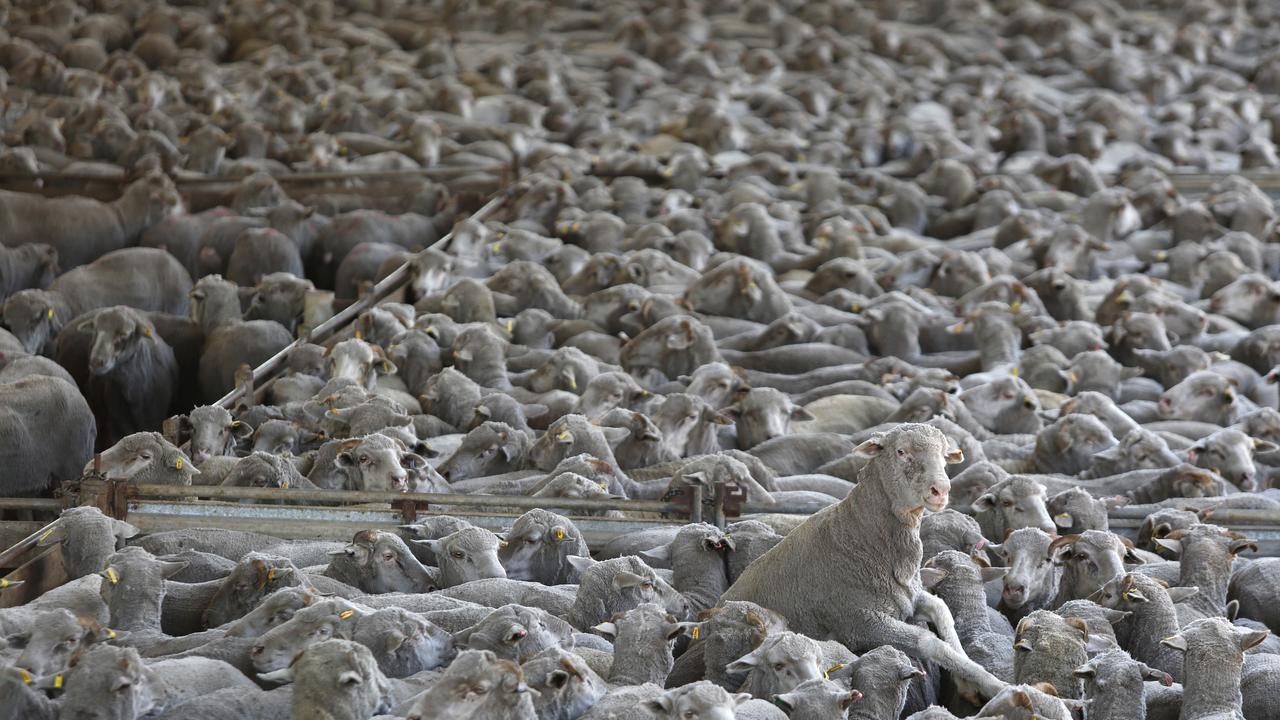 Major update in live sheep export ban | NT News