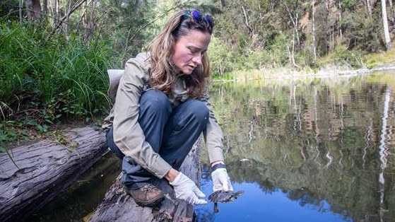 Back to the wild for a rare Bellinger River Snapping Turtle.