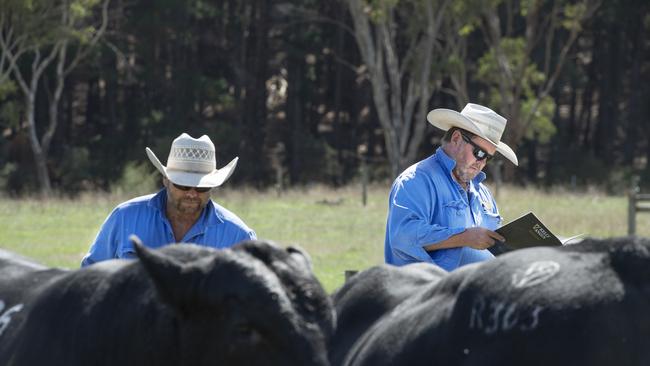 Angus returns have gone up by 50 per cent in 2022 as more bulls are sold and averages rise.