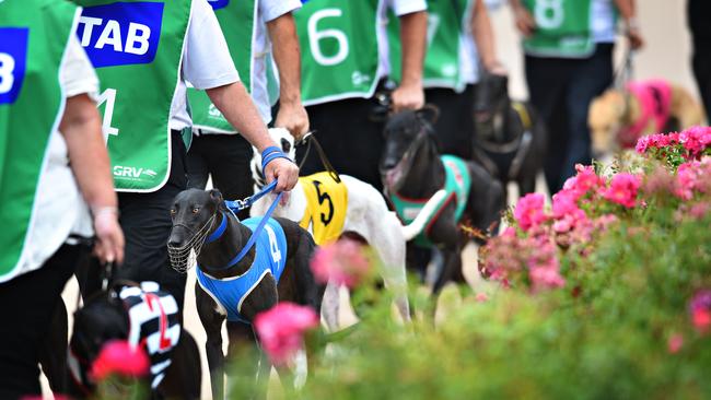 Premier Mike Baird has announced the banning of greyhound racing in NSW.