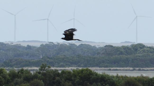 A Tasmanian wedge-tailed eagle at Woolnorth Wind Farm, northwest Tasmania. Experts estimate Tasmanian wind farms, due to be massively expanded, have already killed more than 50 of this species. Picture: BirdLife Tasmania