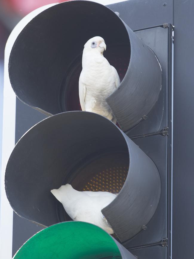 The inquisitive birds just hanging out. Picture: Melvyn Knipe