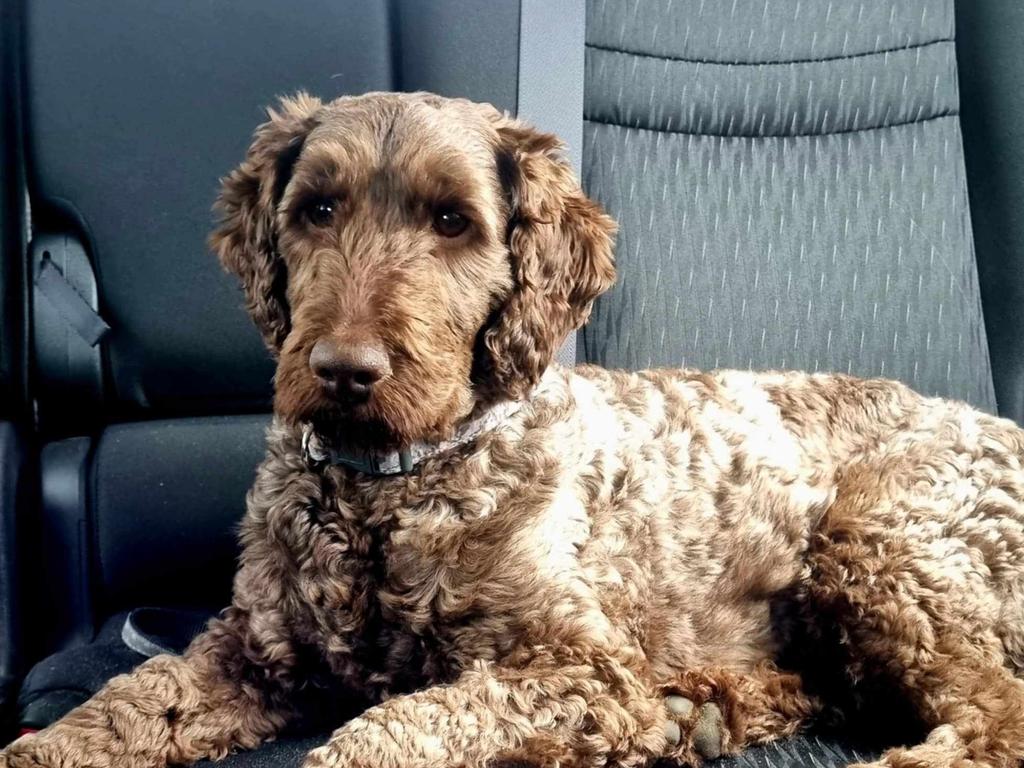 Dozens out at Southern Labradoodle rescue meet up | The Mercury