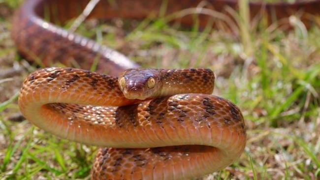 Gold Coast and Brisbane snake catchers Tony and Brooke risk their lives to relocate snakes. Photo: Facebook