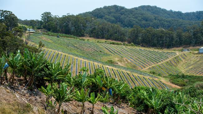 Blueberry and banana farms dominate the Coffs Harbour landscape