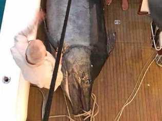 RECORD ATTEMPT: Could this black marlin caught off Lady Musgrave be the biggest ever caught?