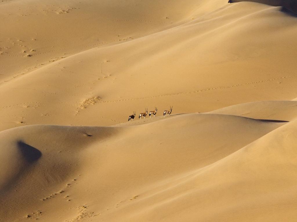 Gemsbok in the Northern Skeleton Coast, Namibia. Picture: Michael Poliza/Caters News