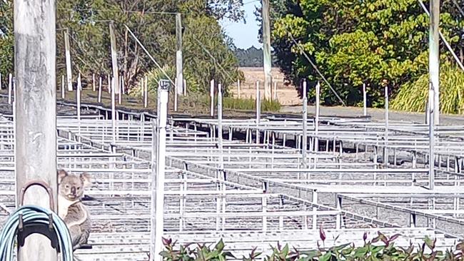 Claude had been caught in the act by staff. Picture: Supplied / Eastern Forest Nursery.