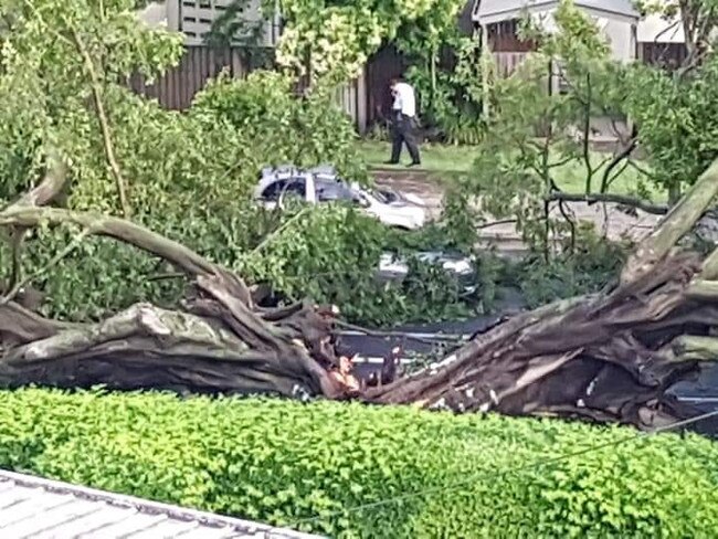 The large tree has fallen onto Sandgate Road in Ascot. Picture: Cameron Krook