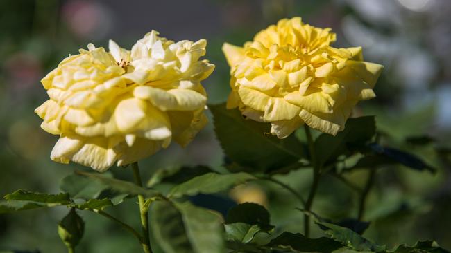 Roses at Theo’s Garden Centre, Kallangur. Photo: Dominika Lis.