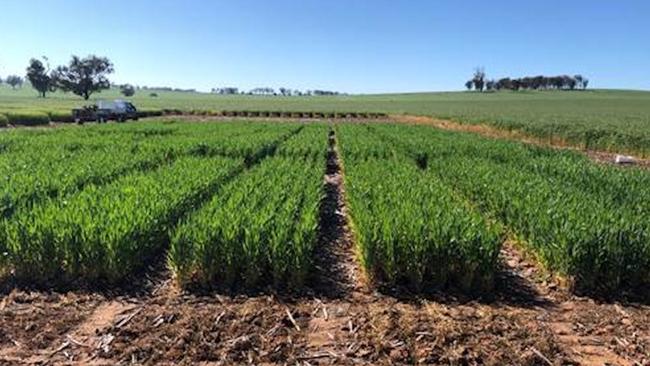 Recycled chicken waste fertiliser trial. Picture: Supplied