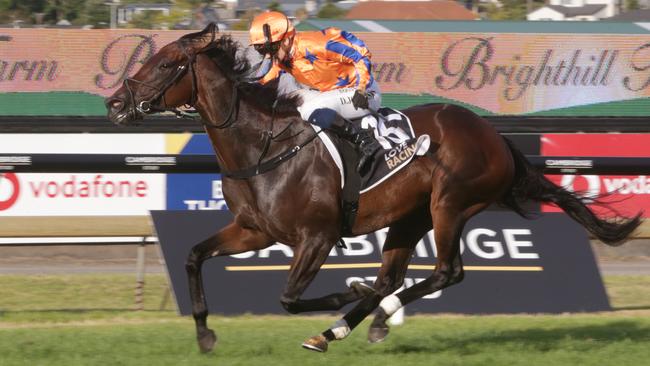 Smart Kiwi mare Entriviere has been selected for the inaugural running of The Invitational. Picture: Trish Dunell