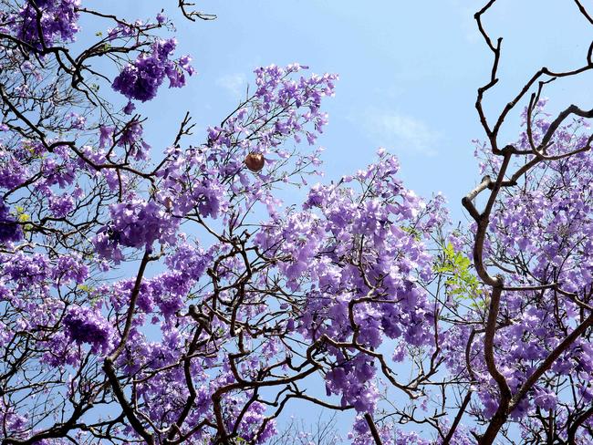 Spring in full bloom in Kirribilli. Picture: Annika Enderborg