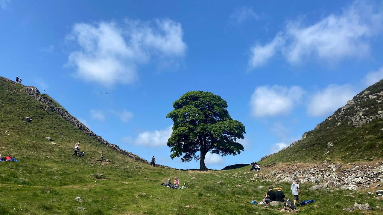 Cops’ major breakthrough in iconic Sycamore Gap tree case | Herald Sun