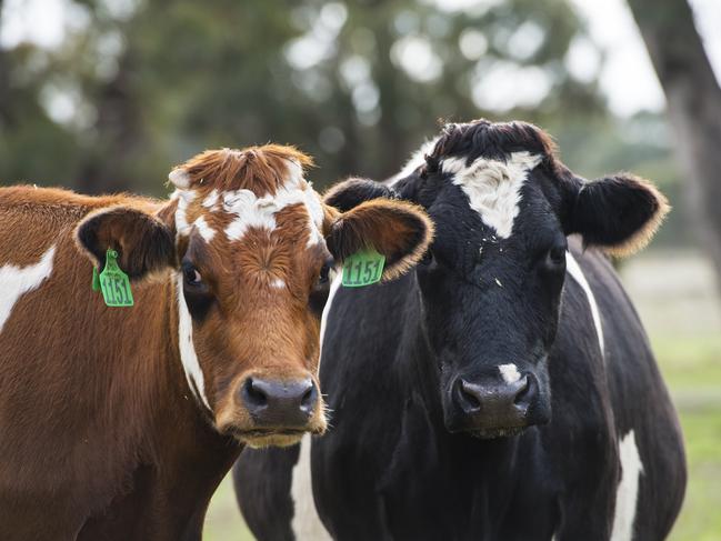 Australia’s milk pool is at a 30-year low. Picture: Zoe Phillips