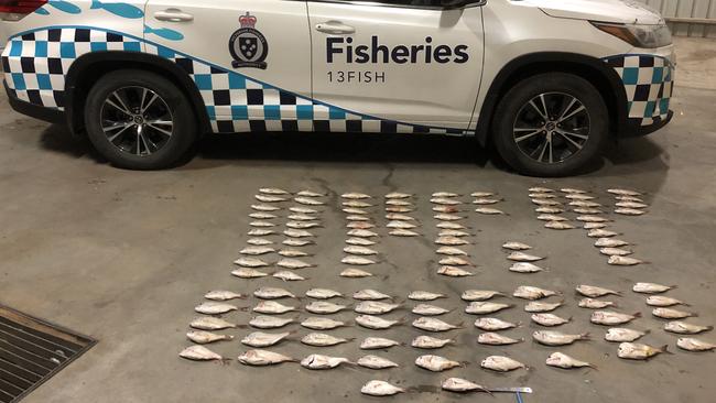 Two cars and illegal hauls of 119 undersized snapper were seized by Fisheries officers at Port Melbourne following the apprehension of four men on Monday night.