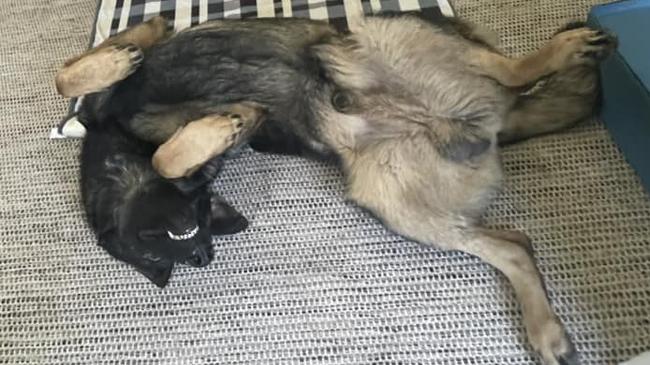 Asher: Nikki Maree's 1 year old German Shepard