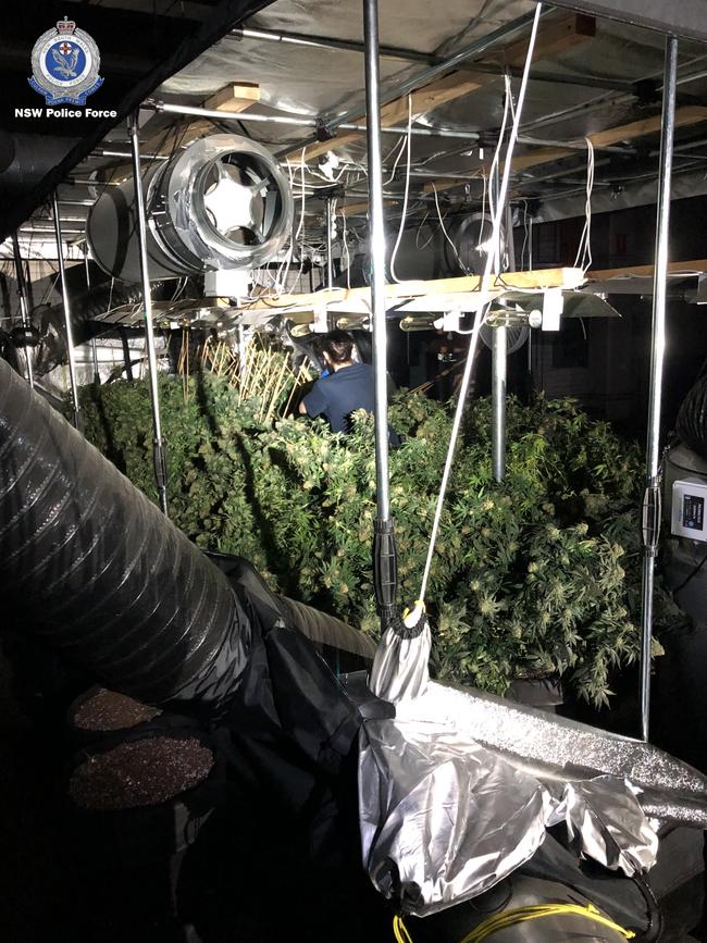 Five men were charged after cannabis plants worth more than $3.7 million were seized from factories in Artarmon. Picture: NSW Police