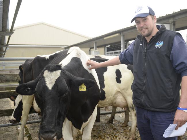 Warragul dairy cattle sale | The Weekly Times