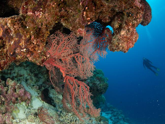 Diving on Osprey Reef.