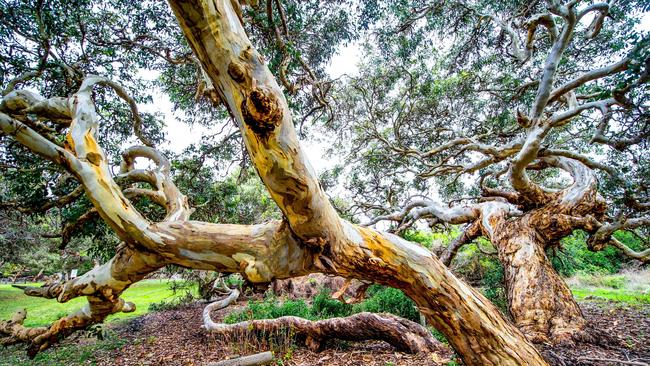 Winner of the inaugural South Australian Tree of the Year 2021 competition, a dingley dell gum (Eucalyptus leucoxylon subspecies megalocarpa) found in Port MacDonnell. Picture: Ockert Le Roux.