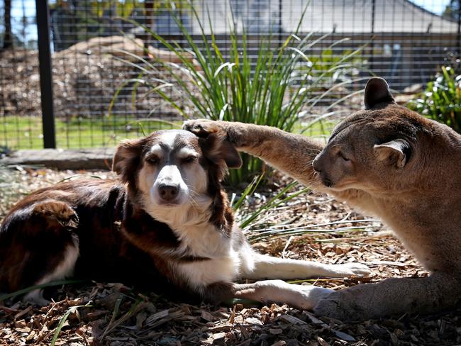 The pair first made contact under a supervised visit. Picture: Toby Zerna