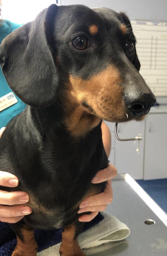 This sausage dog, pictured at Apiam Animal Health’s Fur Life Vet Clinic in Torquay, snagged a fish hook. Picture: Supplied