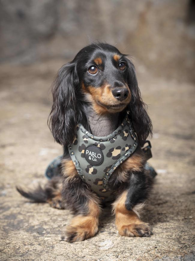 Pablo &amp; Co’s namesake models one of the company’s stylish harnesses.