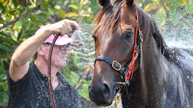 Trainer David Vandyke hoses down Alligator Blood after a swim at Flemington. Picture: AAP