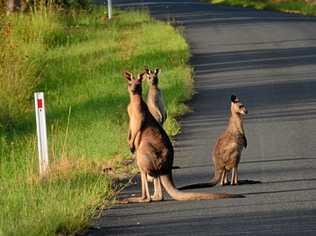 Kangaroos on a Queensland roadside. Picture: Jodie DixonBIT200616WILFLIFE