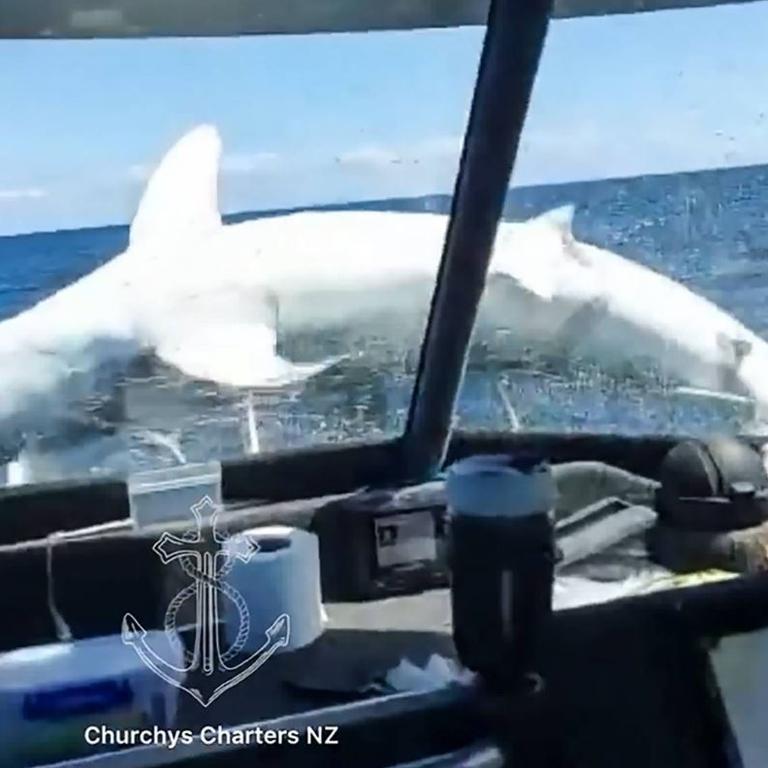 Mako sharks live near the surface of the ocean and in coastal waters, and are found around the coast of New Zealand. Picture: Facebook/Churchys Charters