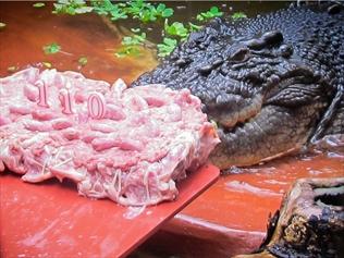 Cassius, the world's largest saltwater crocodile in captivity