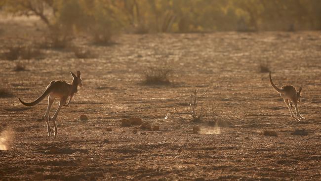 Darling River feature. Kangaroos on the side of the dirt track known as Louth Rd between Bourke and Louth in the states far west. Picture: Toby Zerna