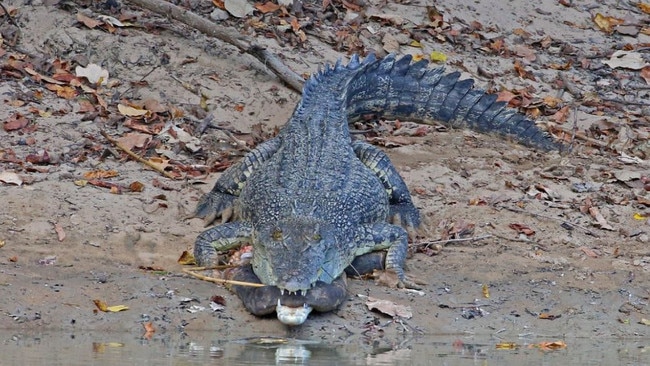 Marcus Nyman caught the moment a croc snagged a creature along the muddy banks of Cahills Crossing. Picture: Marcus Nyman.