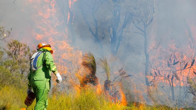 A hazard-reduction burn in Mt Coot-tha in August 2015.