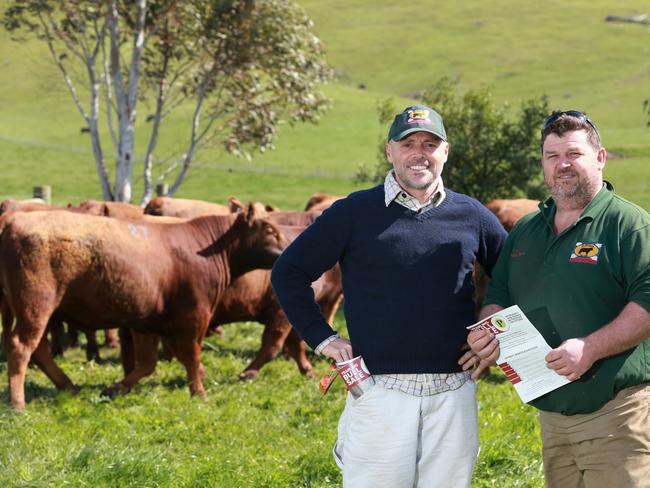 Mike Kudelka and Brad Hedger from St Hillan Farm at the Paringa spring bull sale. Picture: Andy Rogers