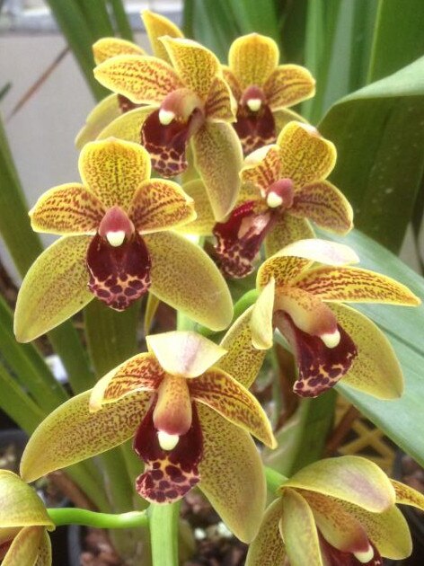 <i>Cymbidium, </i>‘<i>C</i>raigieburn’.