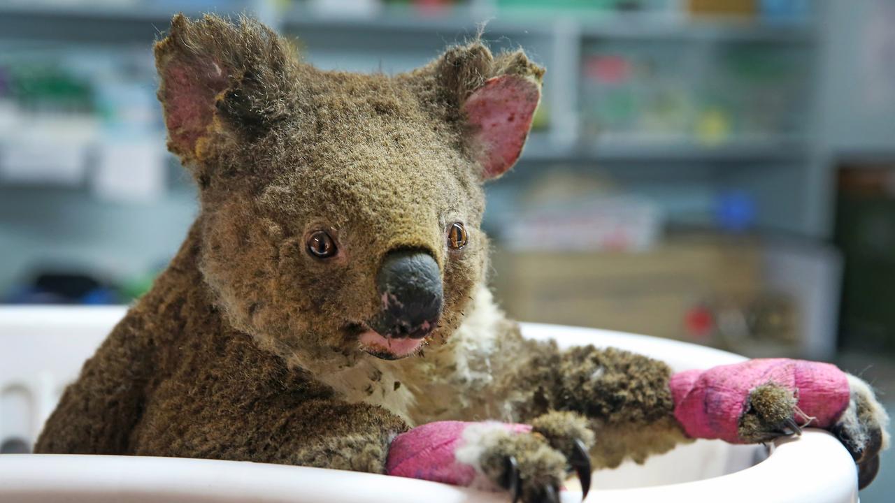 Female koala Anwen is being treated at the Port Macquarie Koala Hospital. Picture: Nathan Edwards.