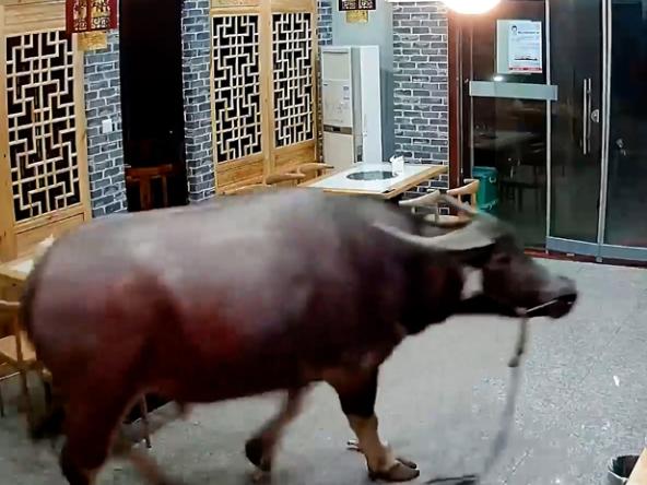 Bull in China shop. Picture: ViralPress