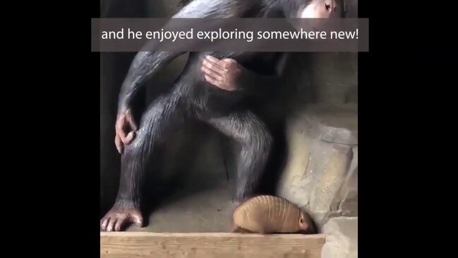 Armadillo Visits Curious Chimpanzees at Colchester Zoo | news.com.au ...