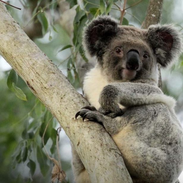 Residents fear the development will harm important koala habitats.