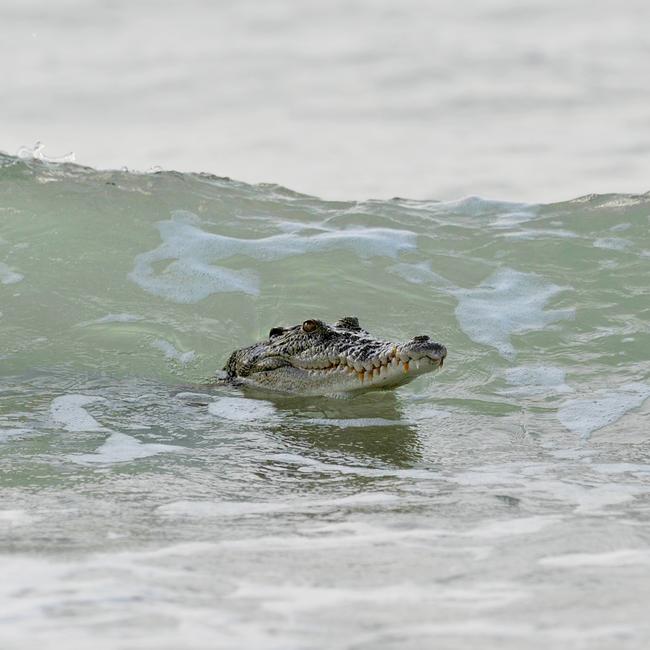 A 2.5m croc lurks in the surf along the beach under Dripstone Cliffs. Picture: Justin Sanson