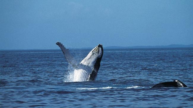 Watch the whales make their journey from various points on Phillip Island. Picture: Google.