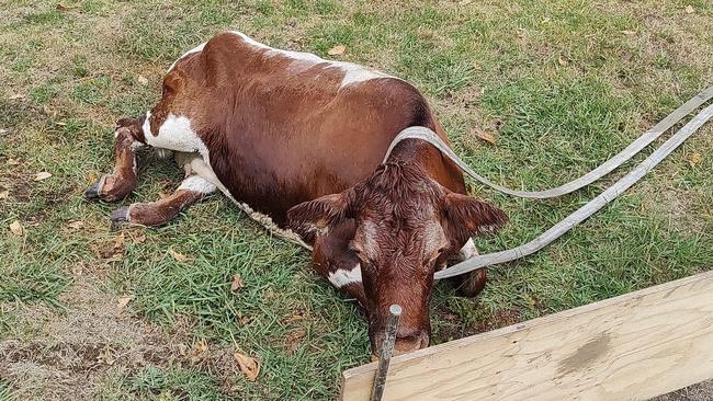 The cow shortly after it was rescued.
