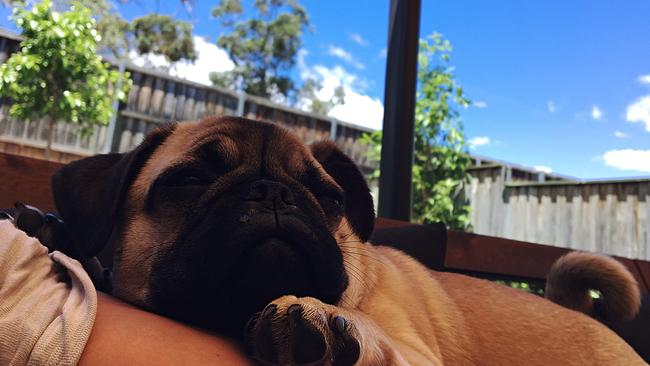 Bello the pug was stolen from a home in Kellyville when robbers broke in during the middle of the night.