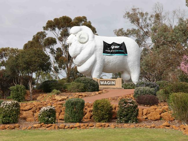 The famous Giant Ram outside the town of Wagin in WA’s wheatbelt has been draped with a Keep the Sheep banner in protest against the Albanese government's live export ban. Picture: Charlie Peel